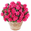 Pot de fleurs décoratif avec géraniums rose vif